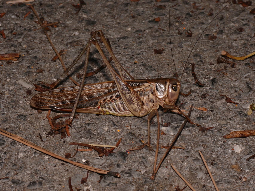 Decticus albifrons