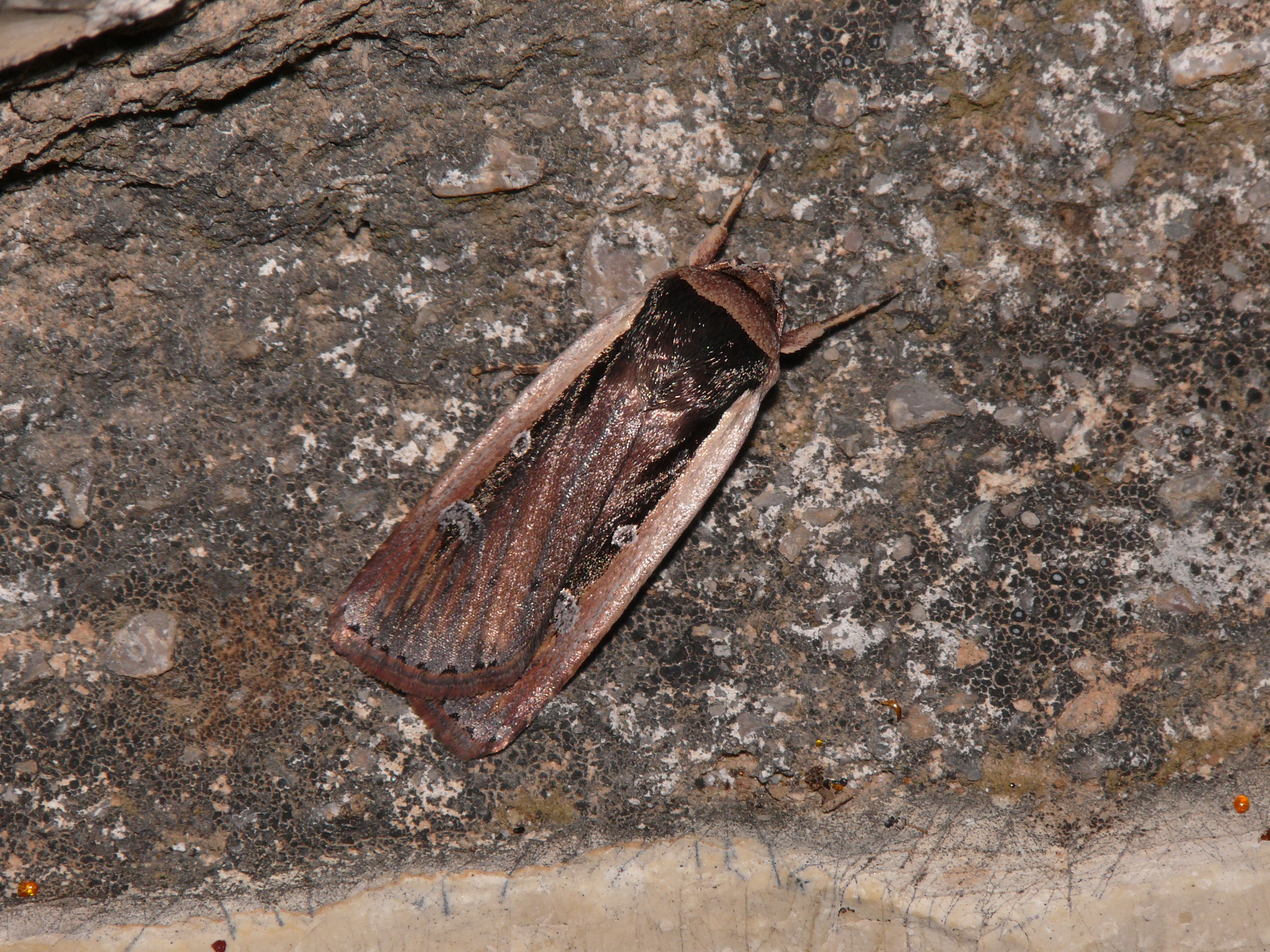 Ochropleura leucogaster - mediterrán fűbagoly