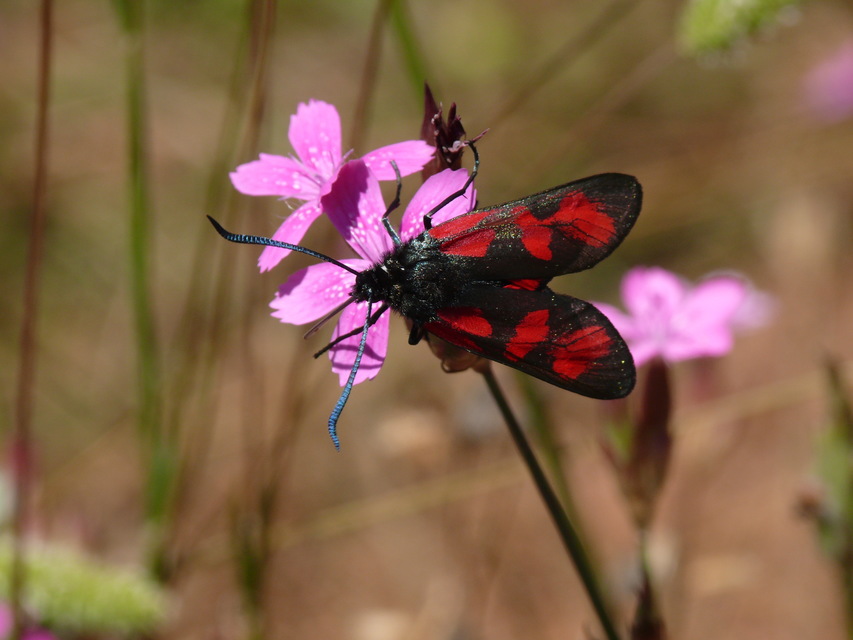 Zygaena