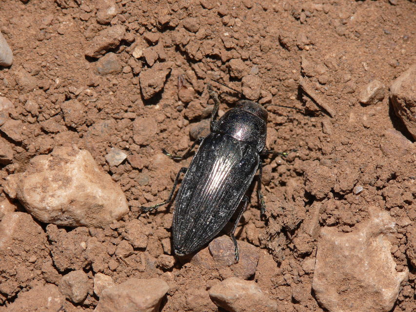 Buprestis haemorrhoidalis - foltosfejű díszbogár