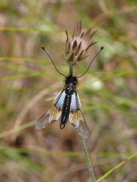 Libelloides