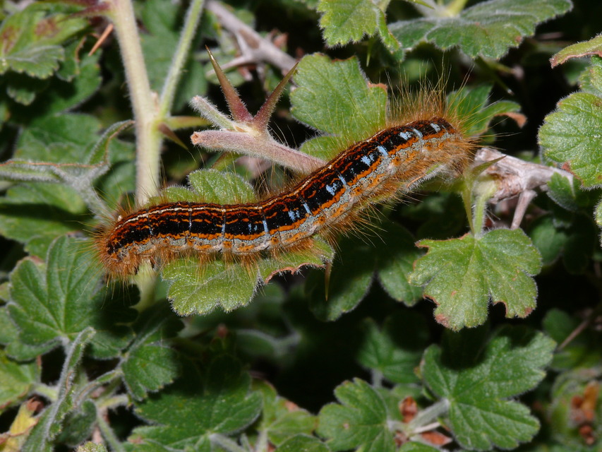 Malacosoma castrensis - kutyatejszövő