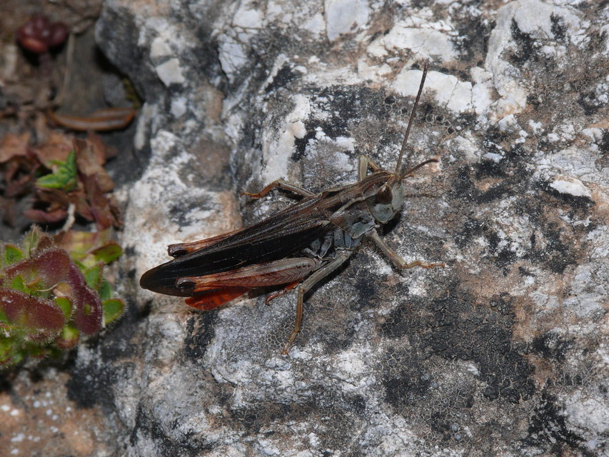 Stenobothrus rubicundulus