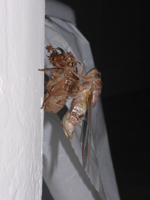 Cicadidae - énekeskabócák