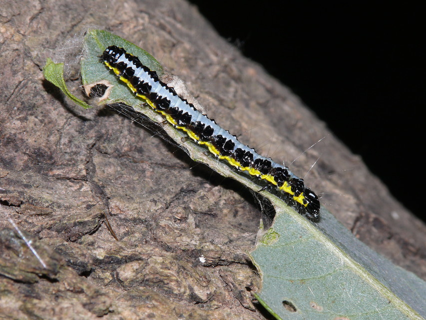 Uresiphita gilvata - feketeöves dudvamoly
