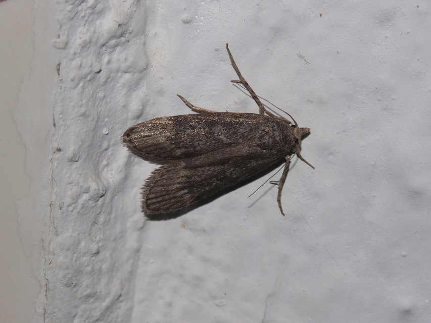 Galleriinae