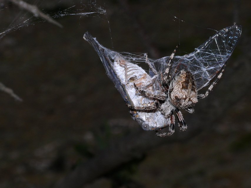 Araneus circe/angulatus