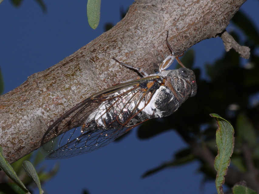 Cicadidae - énekeskabócák