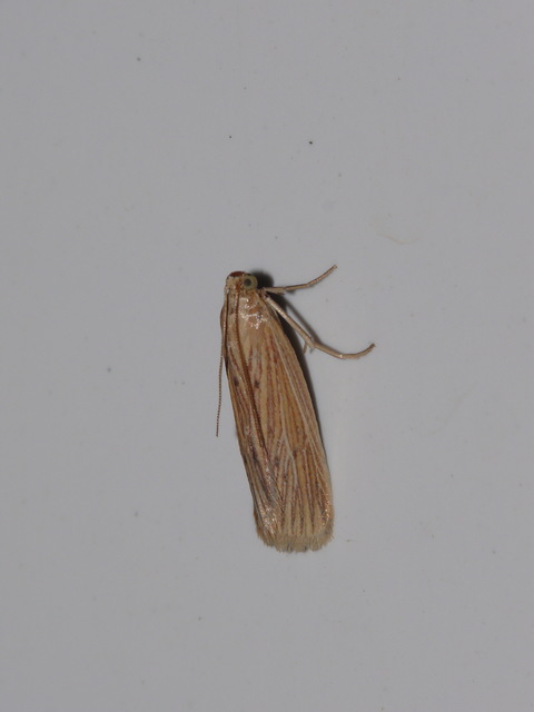 Phycitinae