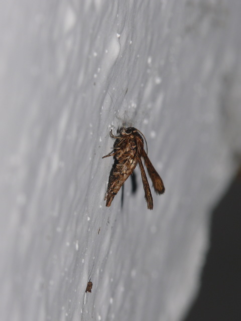 Sesiidae - szitkárfélék