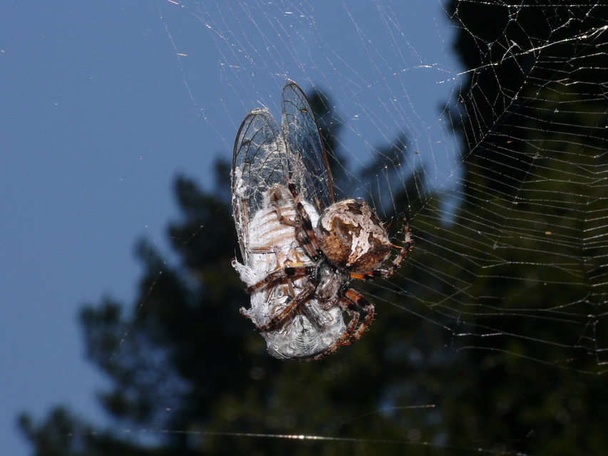 Araneus circe/angulatus