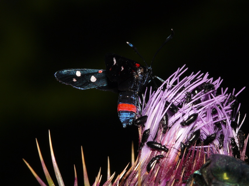 Zygaena ephialtes - változékony csüngőlepke