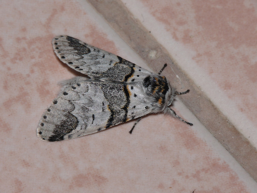 Furcula bifida - kis púposszövő