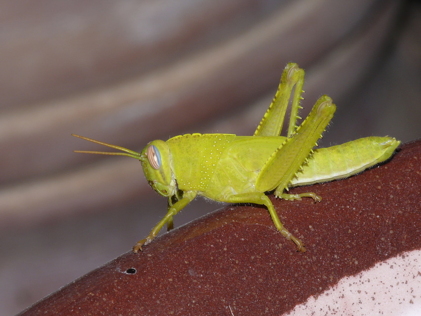 Anacridium aegyptium - egyiptomi sáska