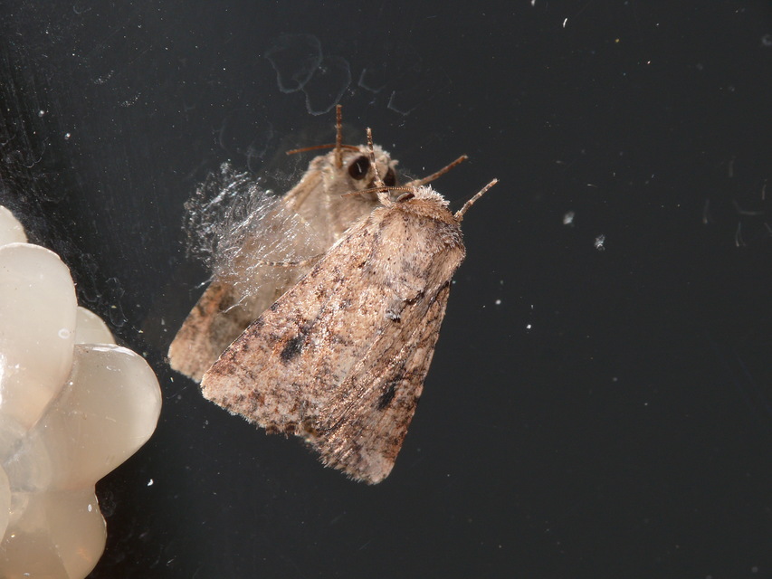 Mythimna consanguis