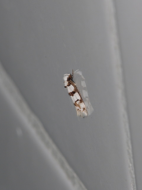 Aprominta designatella