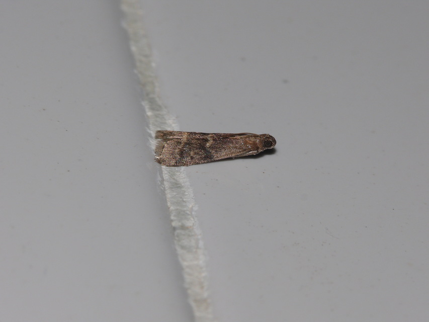 Phycitinae