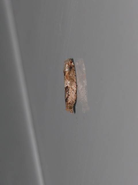 Olethreutinae