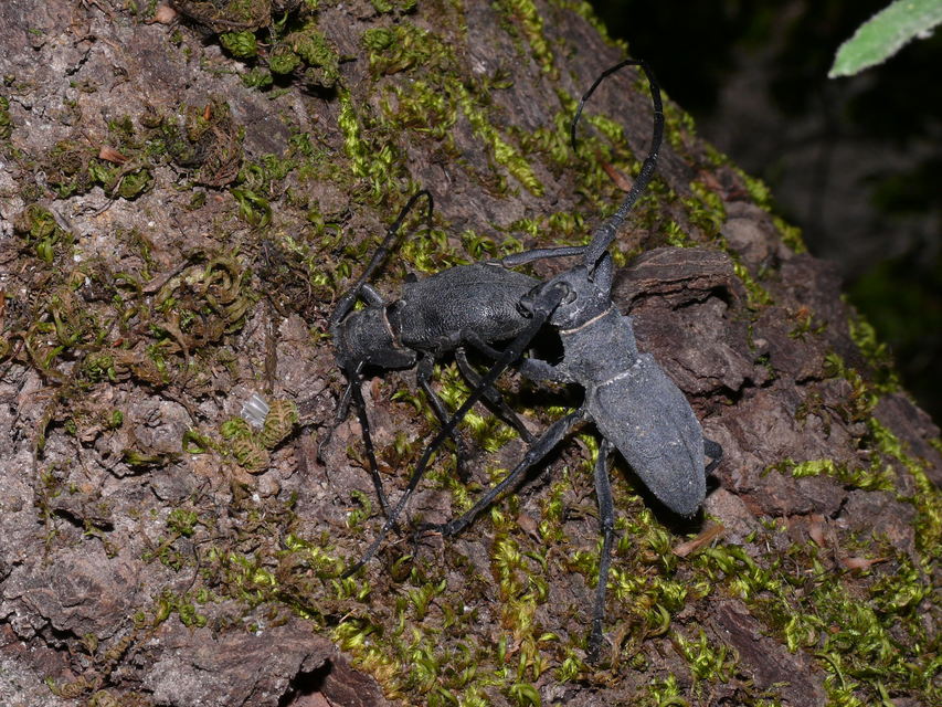 Morimus asper asper