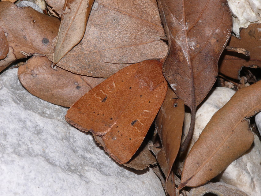 Noctua comes - kis sárgafűbagoly