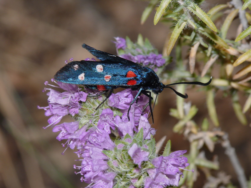 Zygaena ephialtes - változékony csüngőlepke