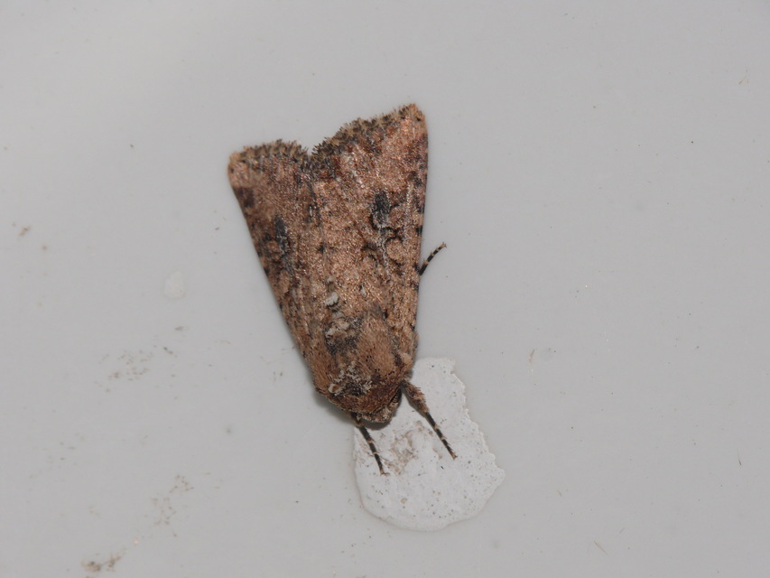 Mythimna consanguis