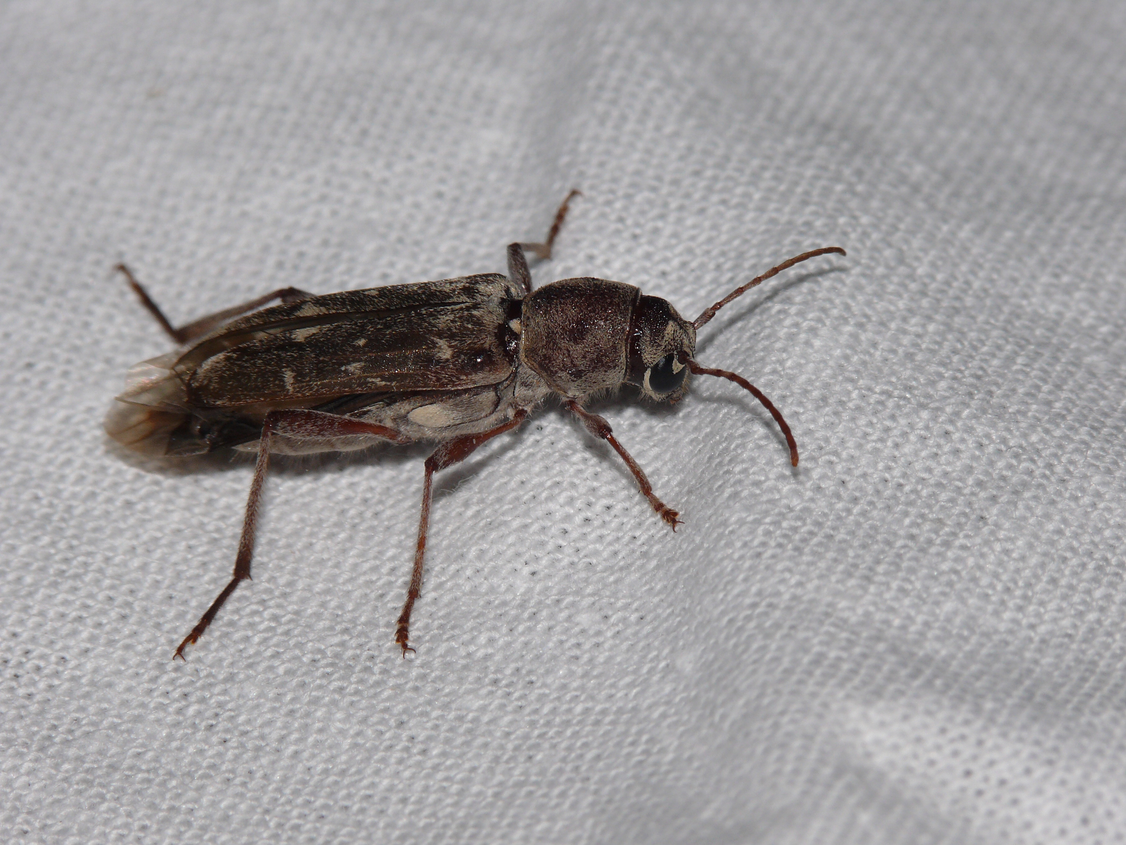 Xylotrechus stebbingi