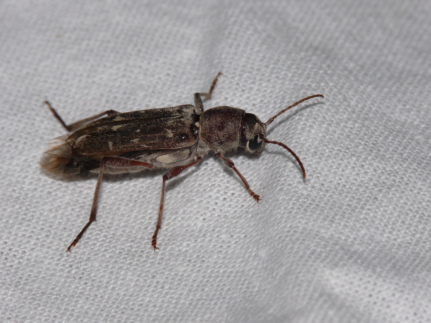Xylotrechus stebbingi