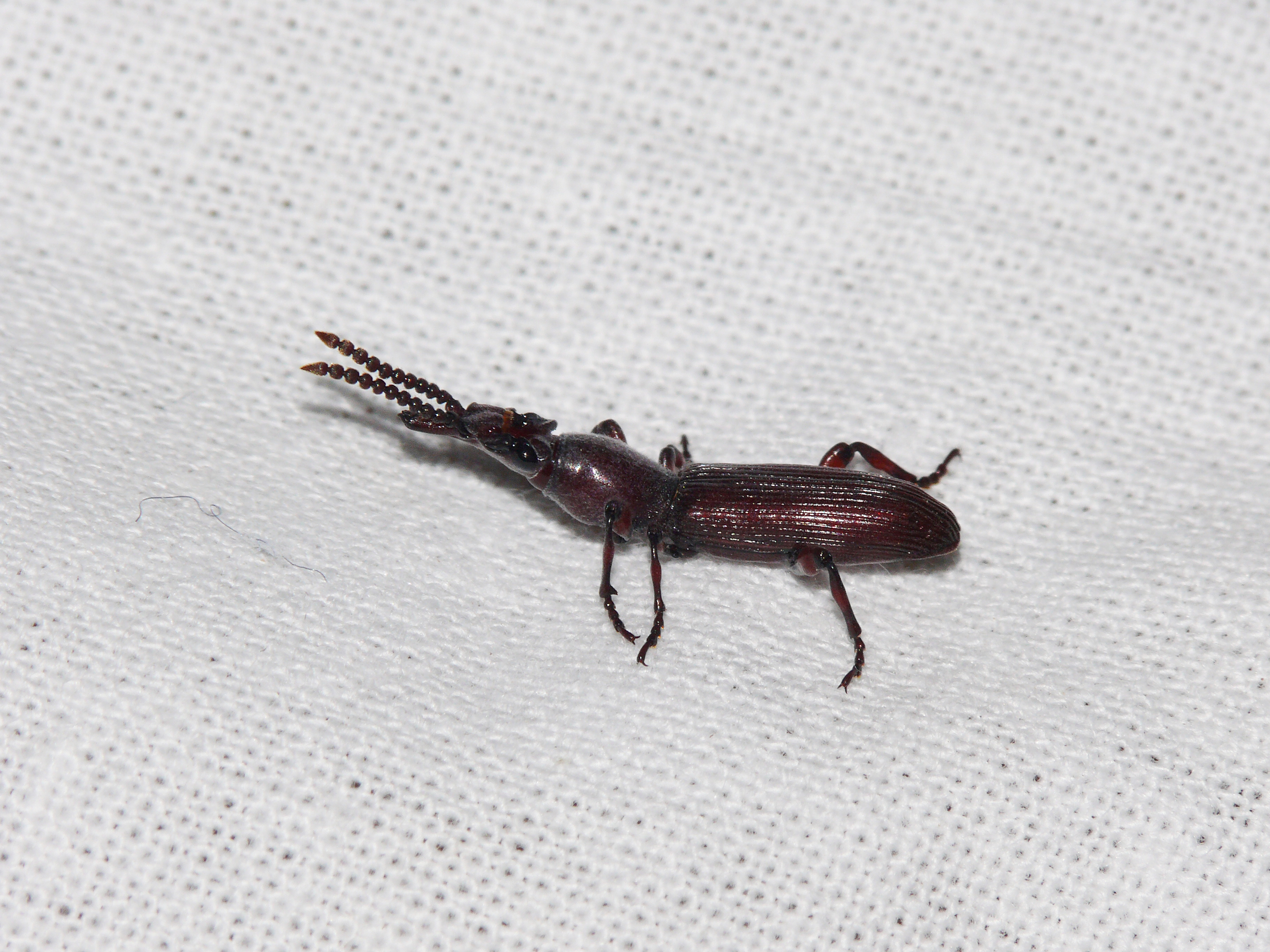Amorphocephala coronata