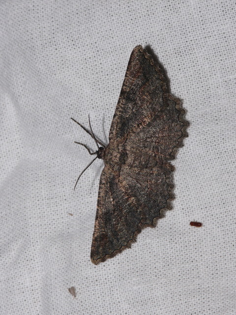 Nychiodes
