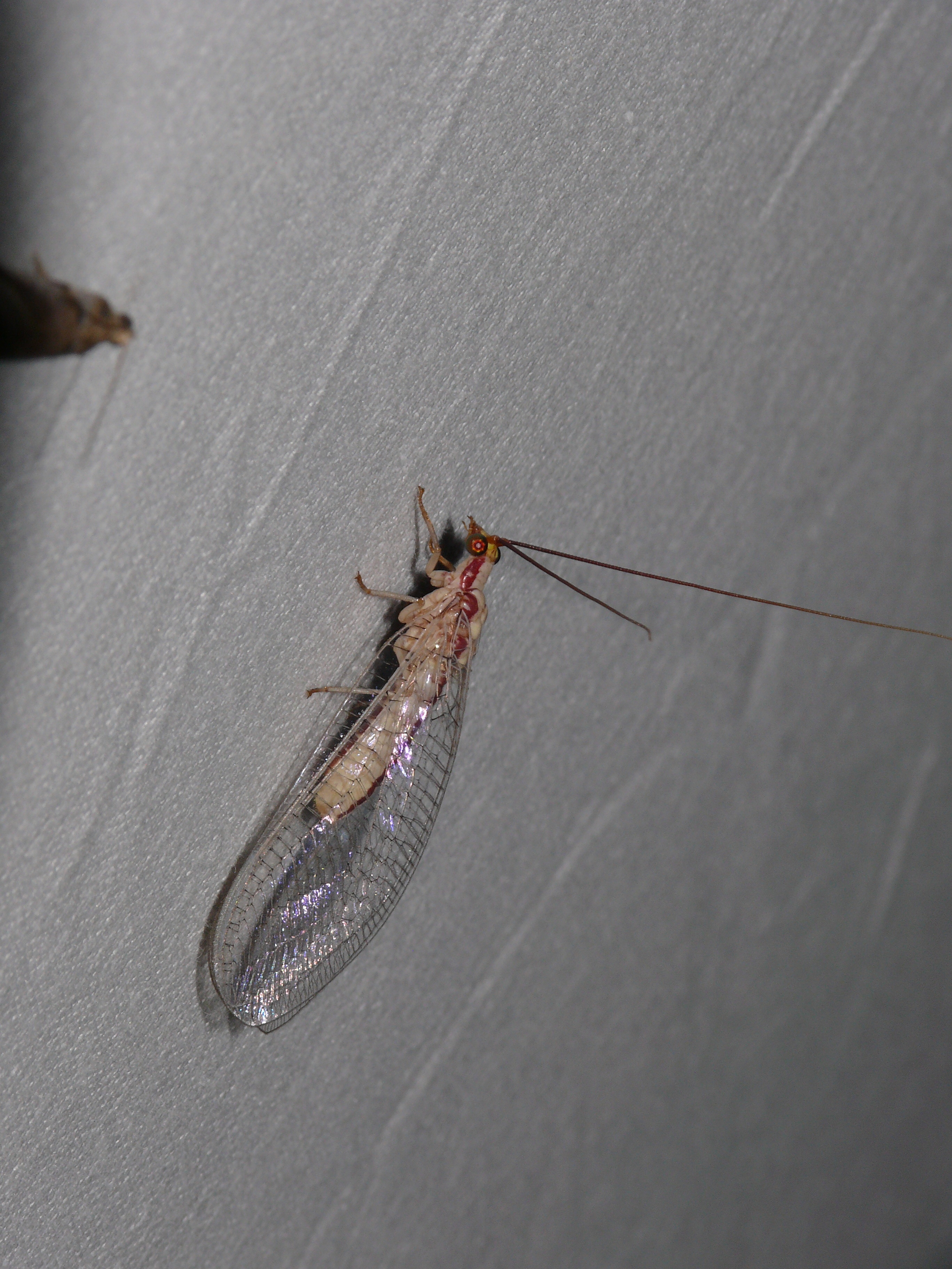 Italochrysa italica