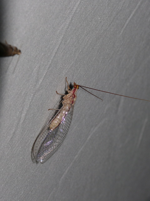 Italochrysa italica