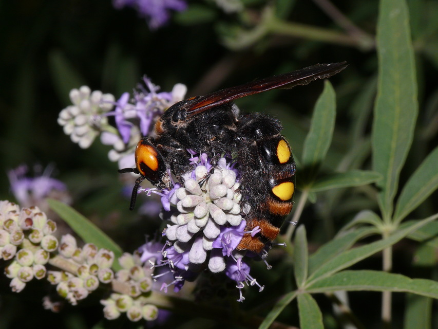 Megascolia maculata - óriás-tőrösdarázs