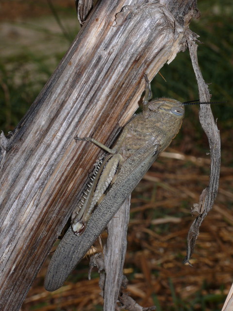 Anacridium aegyptium - egyiptomi sáska
