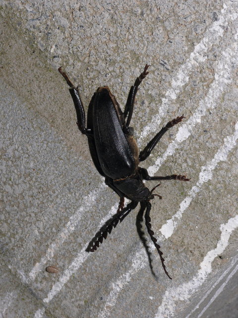 Prionus besikanus