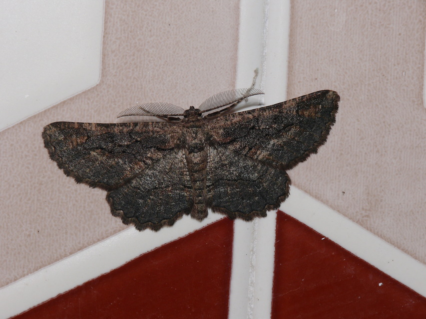Nychiodes