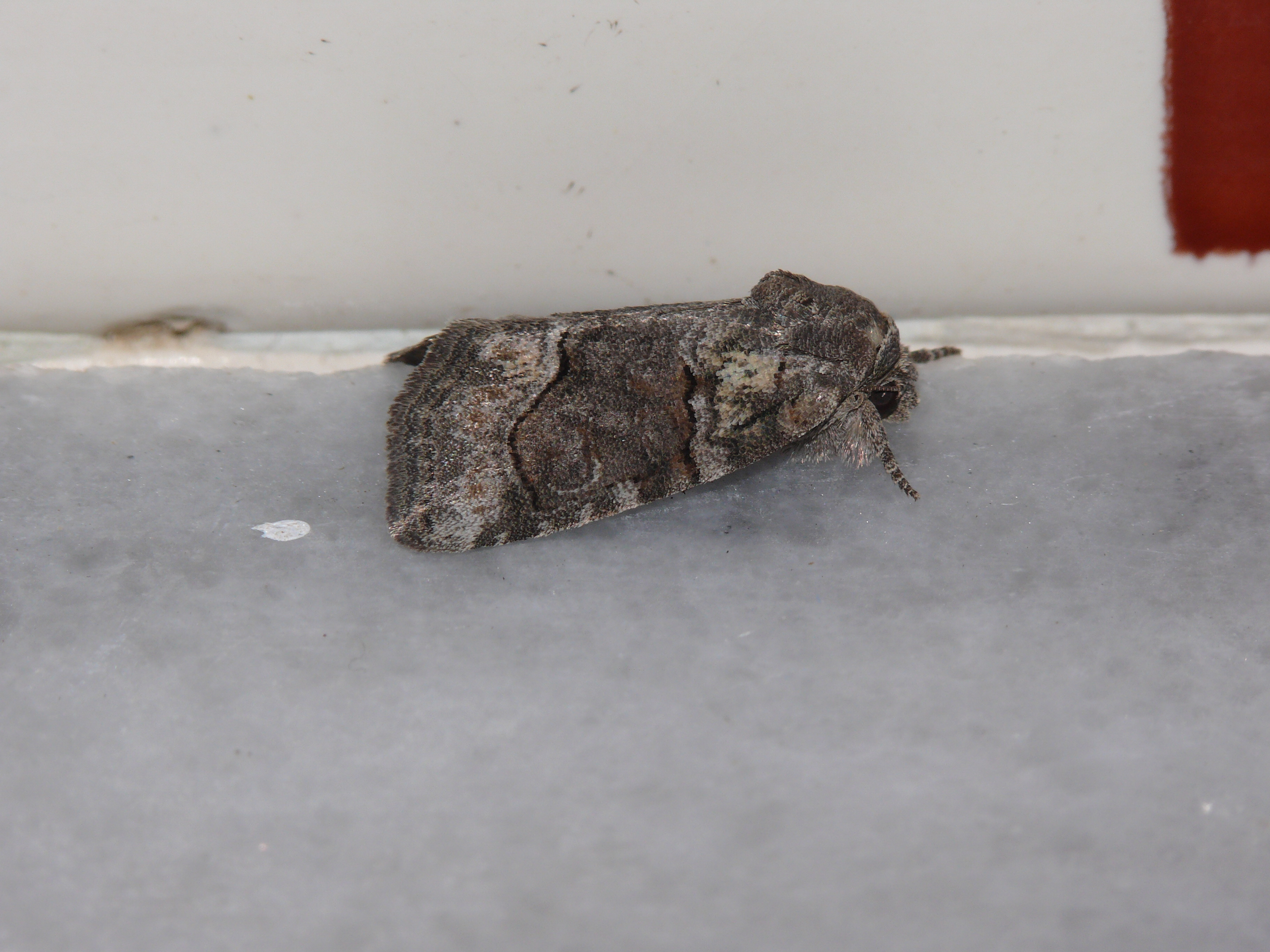 Bryophila tephrocharis