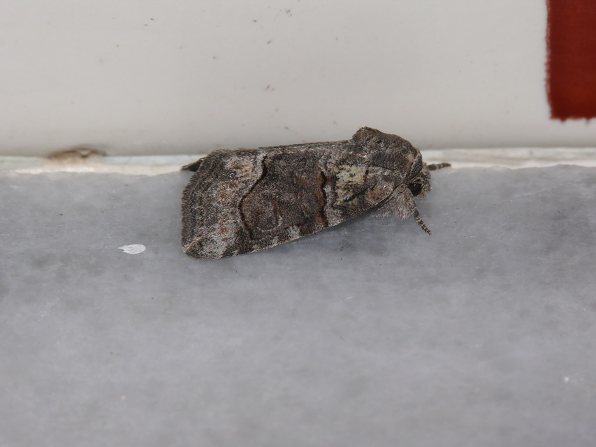 Bryophila tephrocharis