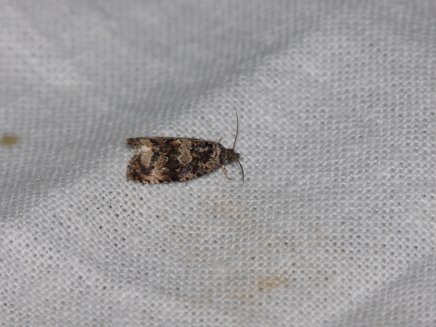 Olethreutinae