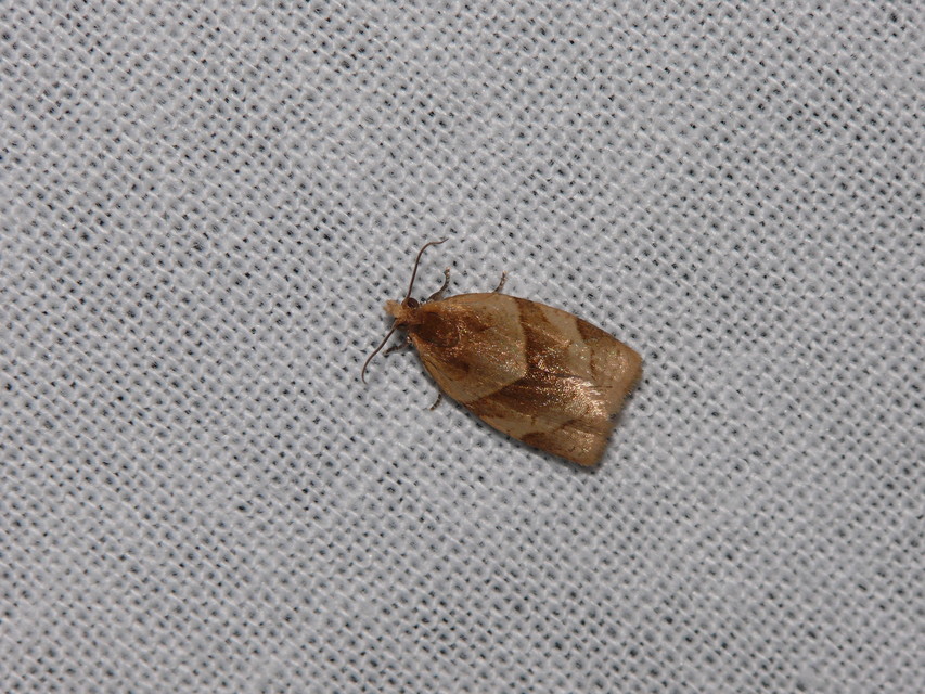 Tortricinae