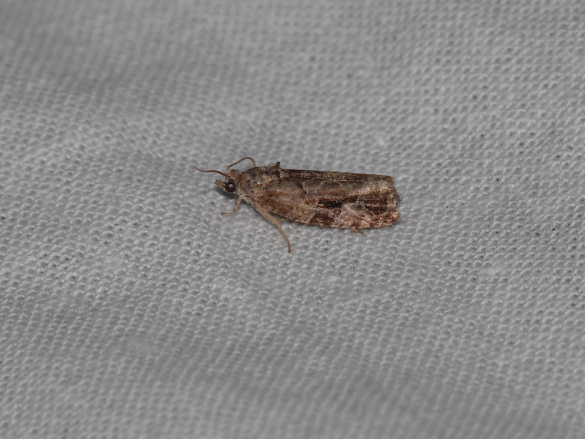 Olethreutinae