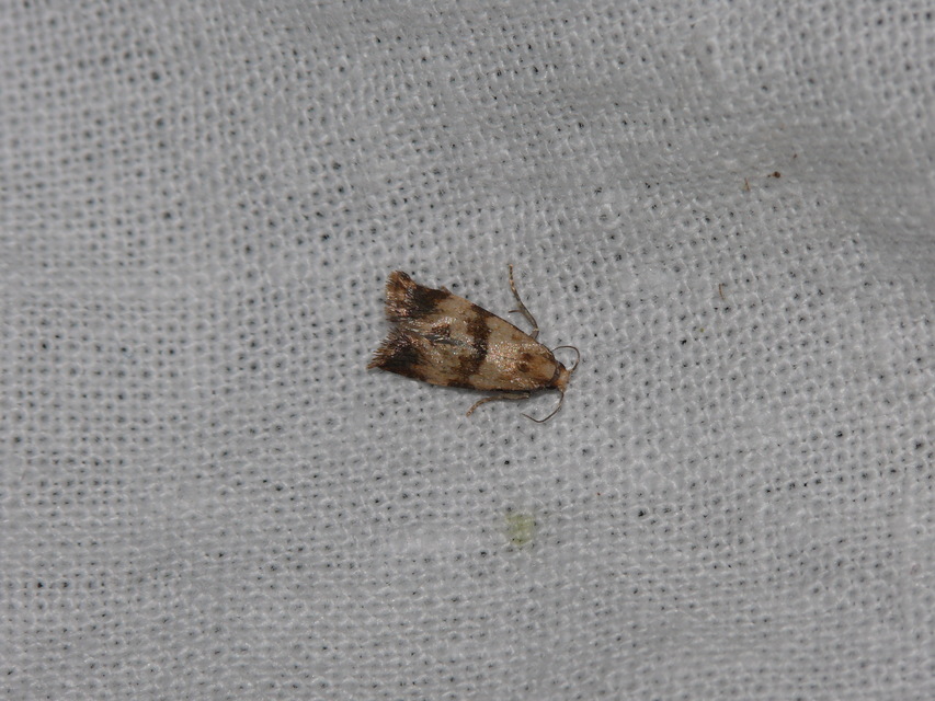 Cochylini