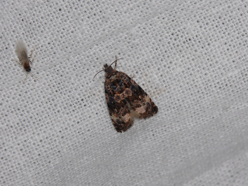 Olethreutinae