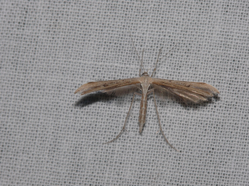 Pterophoridae - tollasmolyfélék