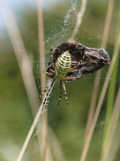 Argiope bruennichi - darázspók