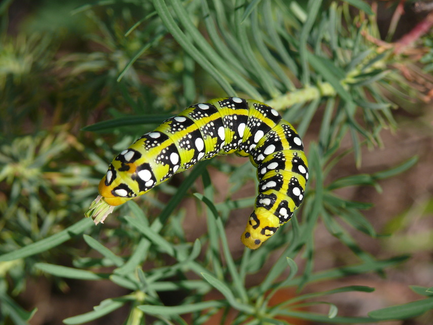 Hyles euphorbiae - kutyatejszender
