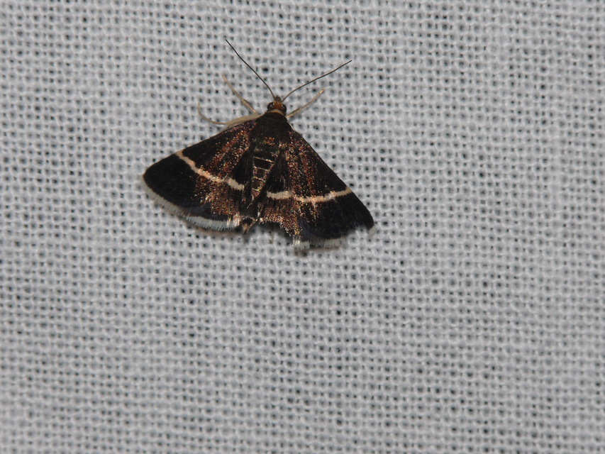 Pyrausta cingulata/rectefascialis