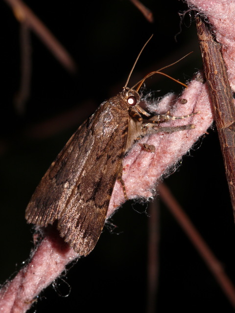 Amphipyra berbera/pyramidea
