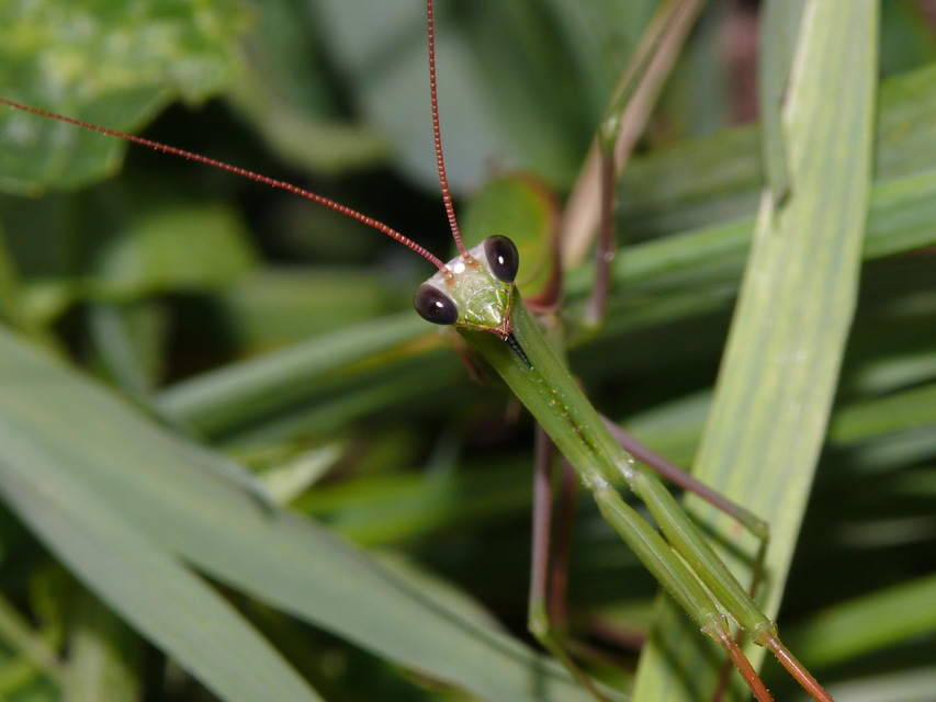 Mantis religiosa - imádkozósáska