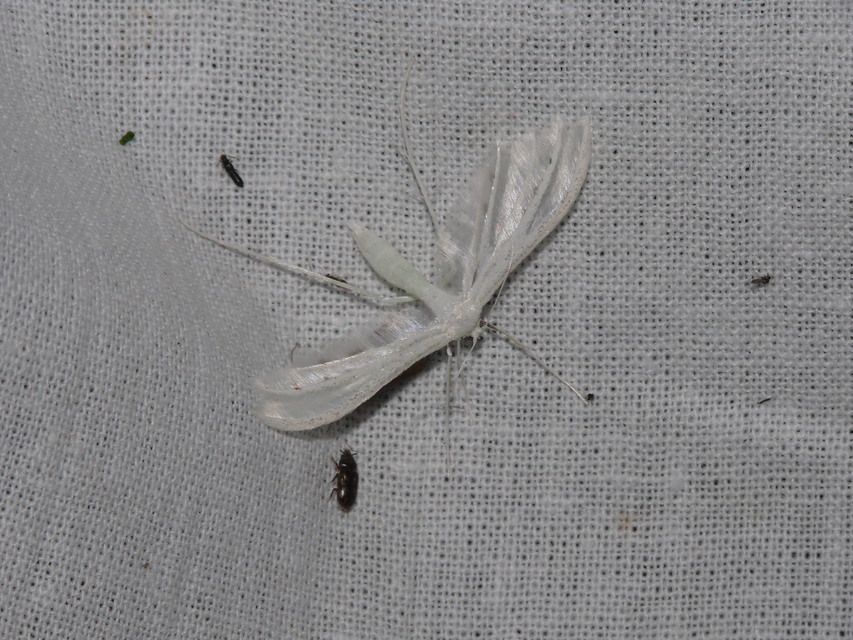 Pterophorus pentadactyla - fehér tollasmoly